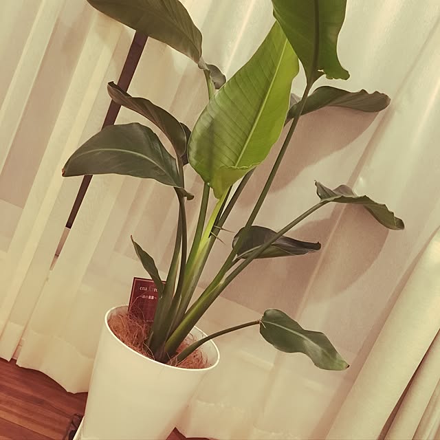lunamamajunkoさんの実例写真