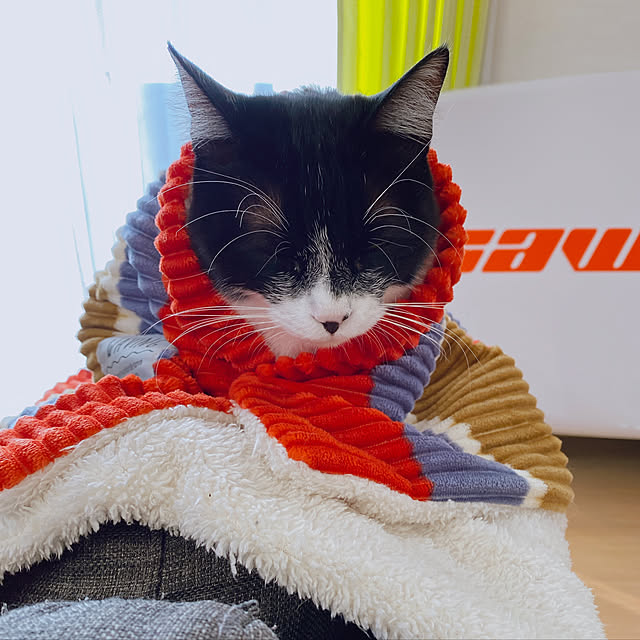 viraさんの実例写真