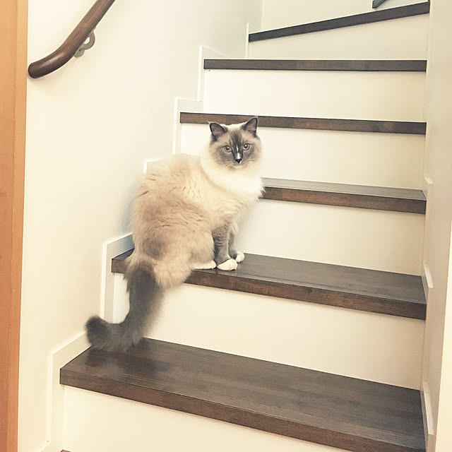 ne-coさんの実例写真
