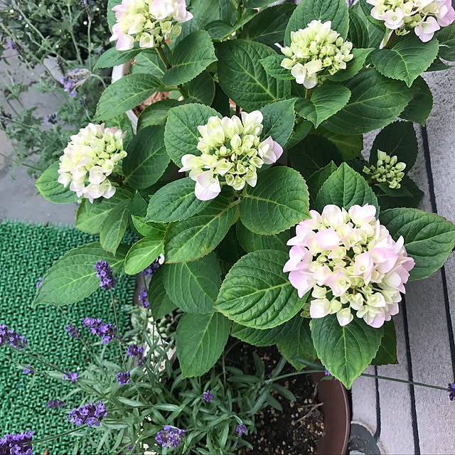 pakilaさんの実例写真