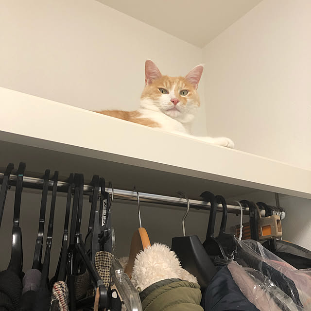 aukappaさんの実例写真