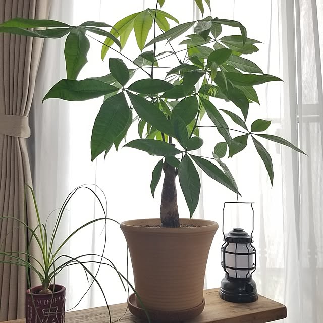 midoriさんの部屋