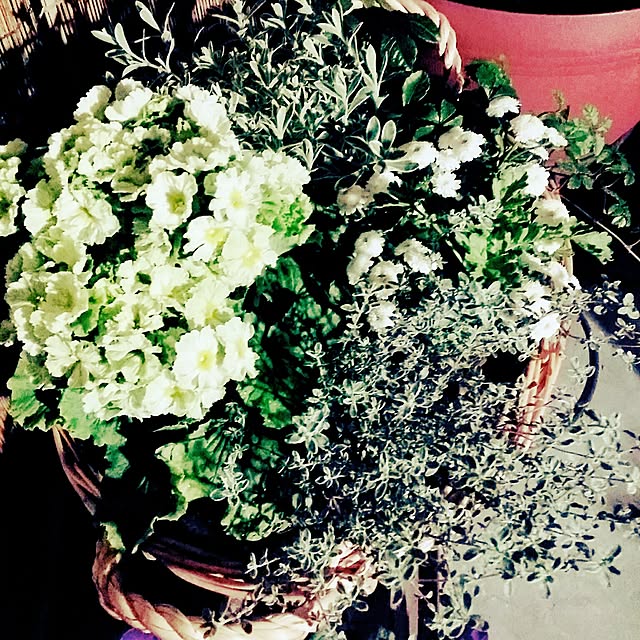 junk.__.maniaさんの実例写真