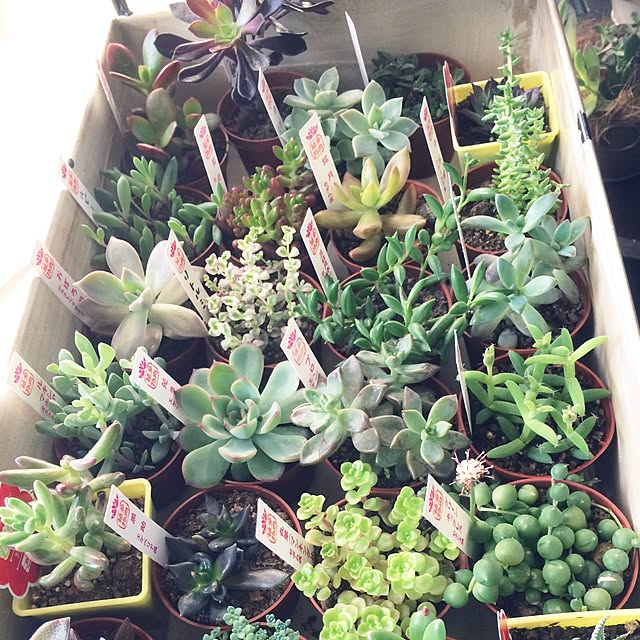 nodokaさんの実例写真