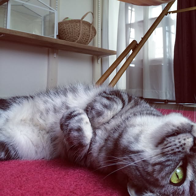 mikomaruさんの実例写真