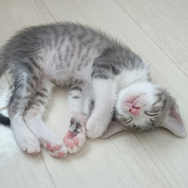 gurikoさんの実例写真
