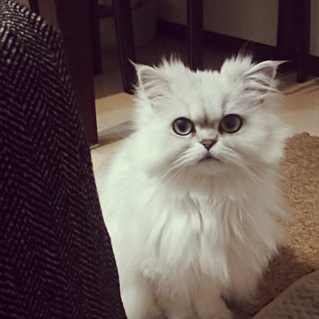 jonimofuさんの実例写真