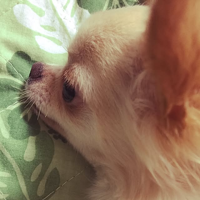Yukachanさんの実例写真