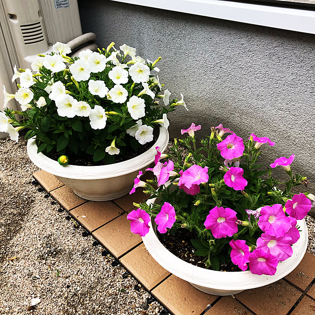 Rikimaさんの実例写真