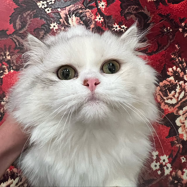 AYUKOさんの実例写真