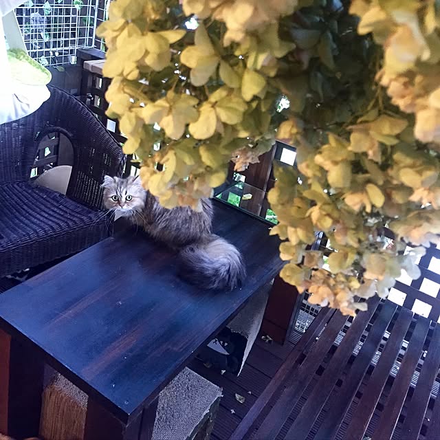 butachanさんの実例写真