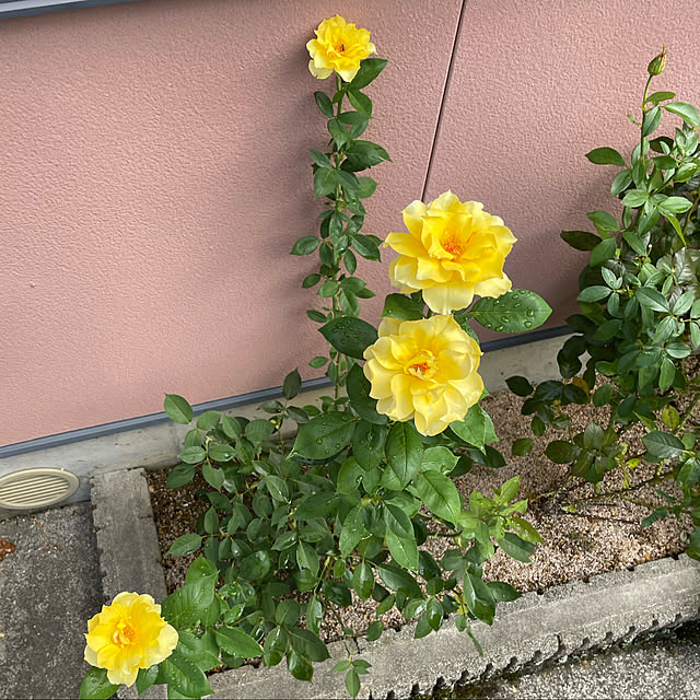 まだまだ暑いですね/快晴27℃/ゴールドグロー/昨日の夕方の雨で咲きました/蒸し暑い...などのインテリア実例 - 2022-08-24 10:59:18