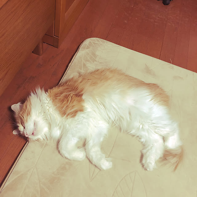 uchidaizuさんの実例写真