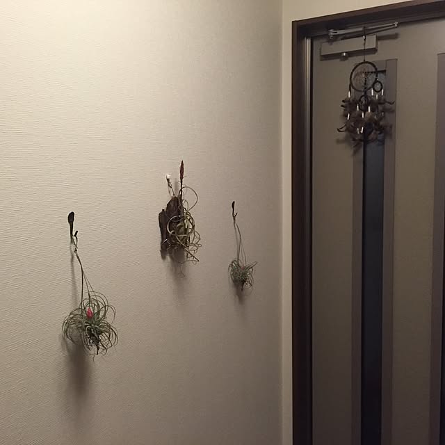 mikankinkanさんの実例写真