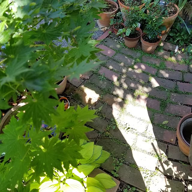 midoriさんの部屋