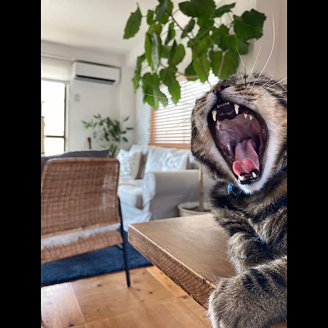 catsmamさんの実例写真