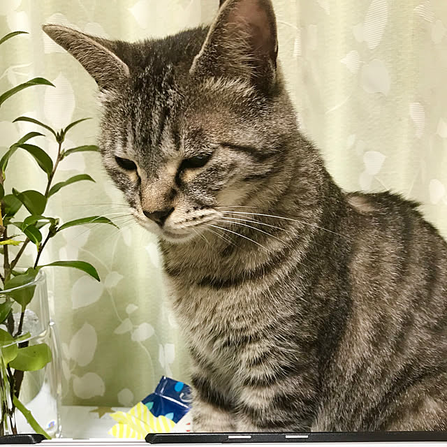 Shinさんの実例写真