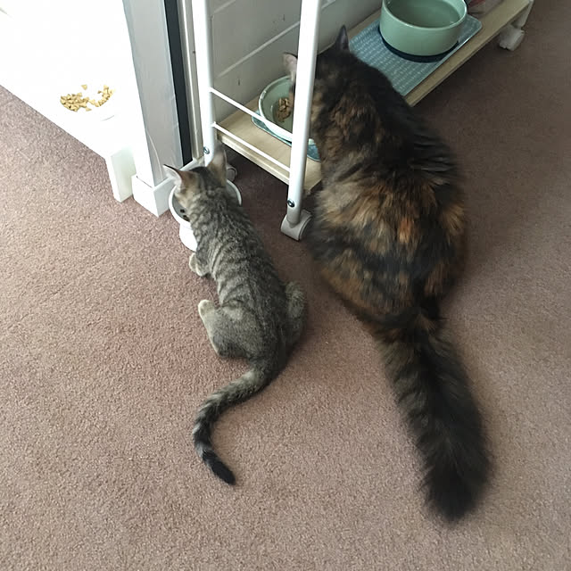 mikomaruさんの実例写真