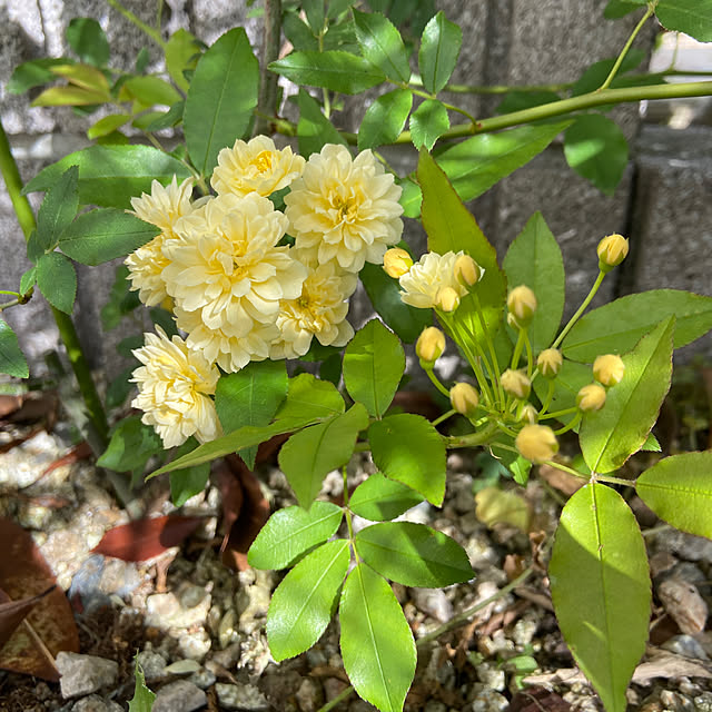 鉢植え モッコウバラのおすすめ商品とおしゃれな実例 鉢植え モッコウバラのおすすめ商品とおしゃれな実例