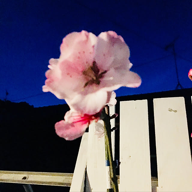 konohaさんの実例写真