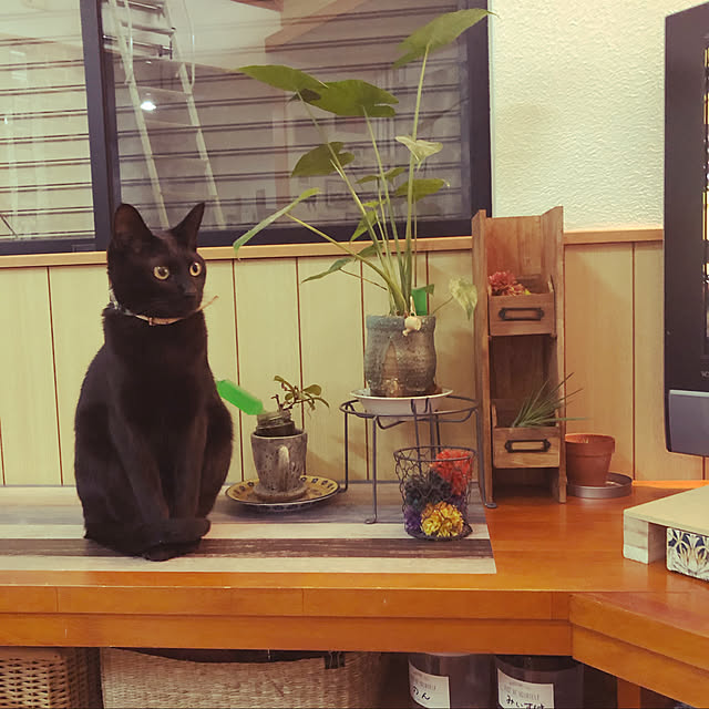 jijiさんの実例写真