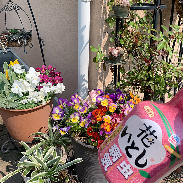Momoさんの部屋