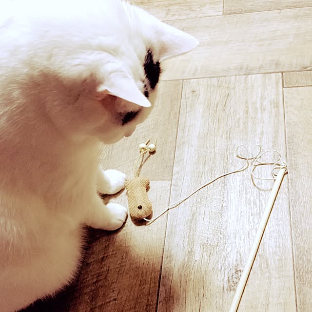 miさんの実例写真