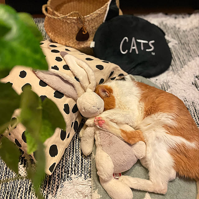 miruさんの実例写真