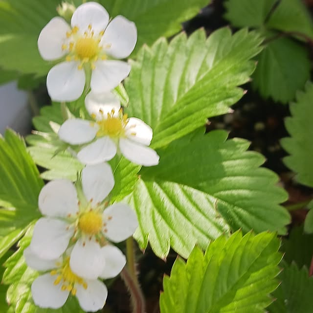 aiさんの実例写真