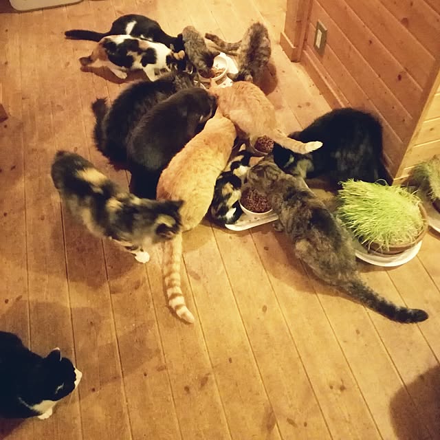 Maki-nekomamireさんの実例写真