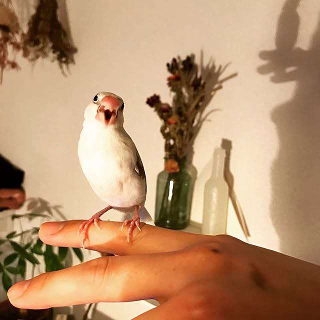 Fumikaさんの実例写真