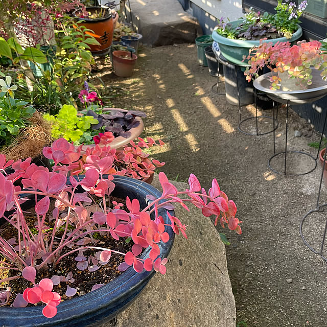 buchiさんの実例写真