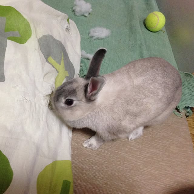 yokomokoさんの実例写真