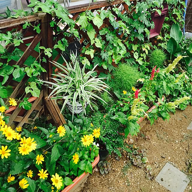 Miyukiさんの実例写真