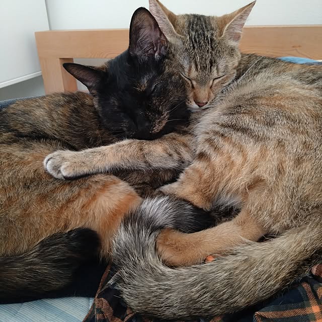 ベッド周り/きじとら/おうち/猫と暮らす/ねこと暮らす...などのインテリア実例 - 2023-05-14 16:25:02