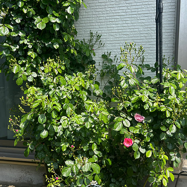 miukiさんの部屋