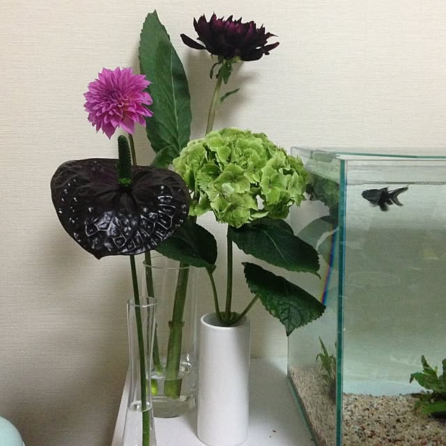 sasaさんの実例写真