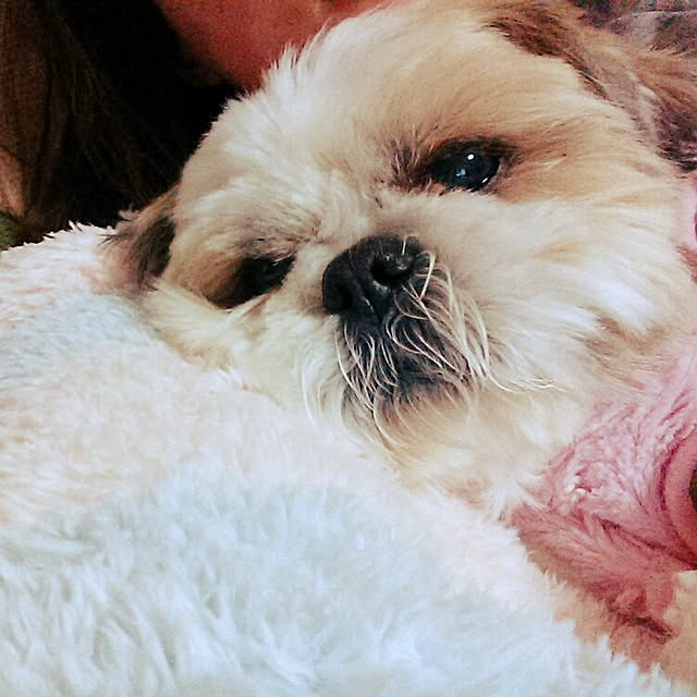 tibiさんの実例写真