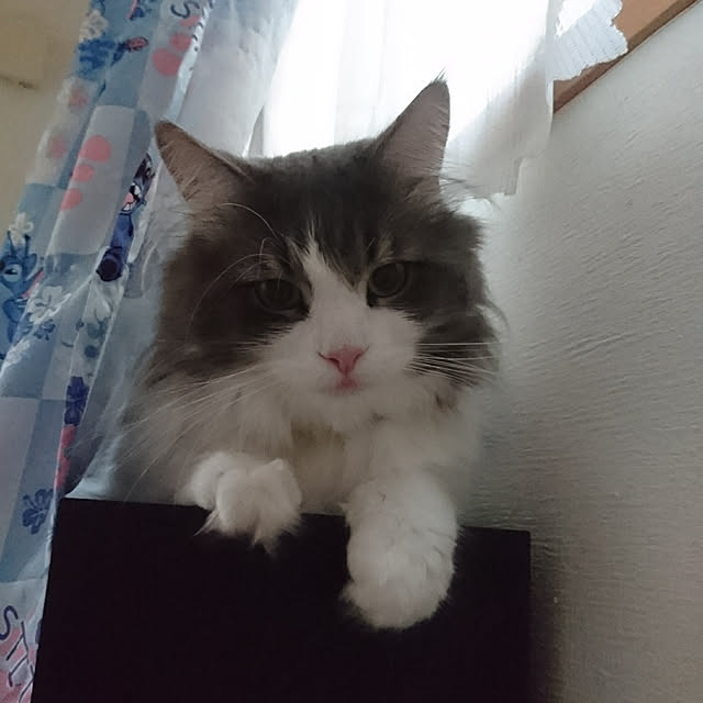 shinobuさんの実例写真