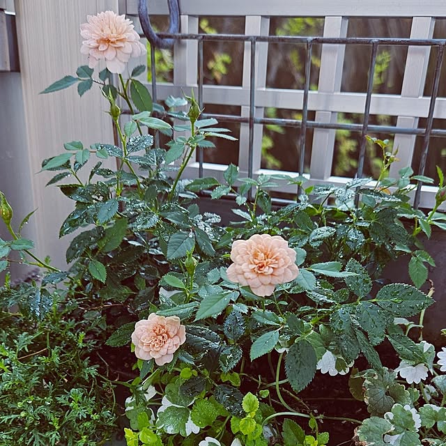 mocomocoさんの部屋