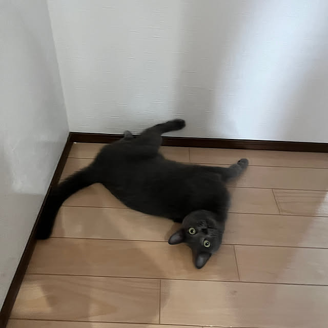 nekoさんの部屋