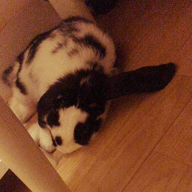 purinさんの実例写真