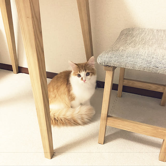 kewさんの実例写真