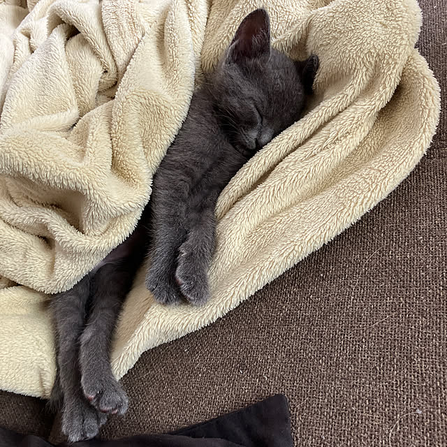 nekoさんの実例写真