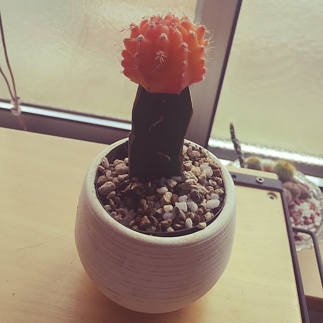 ichirinさんの実例写真