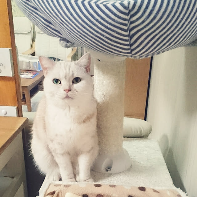 hanahanaさんの実例写真