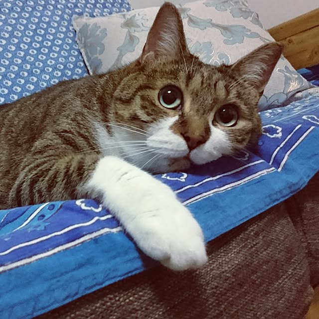 shiiiさんの実例写真