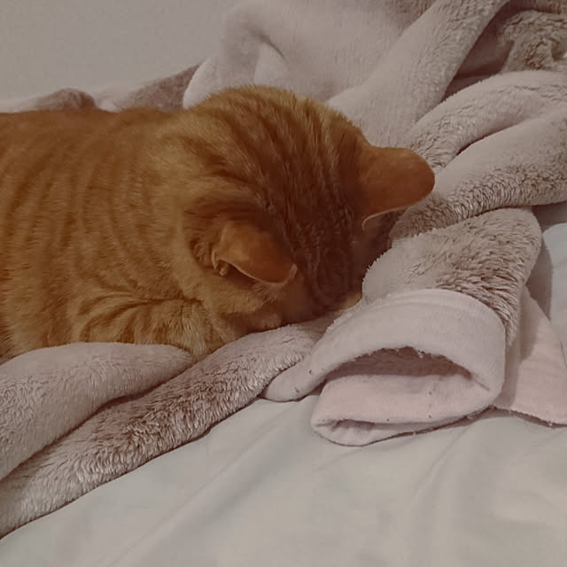 kyoko_aさんの実例写真