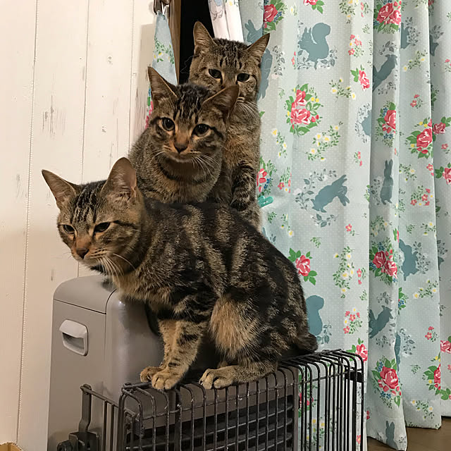 pepeさんの実例写真