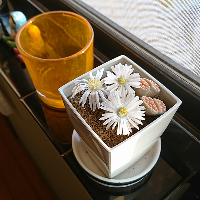 koppeさんの実例写真